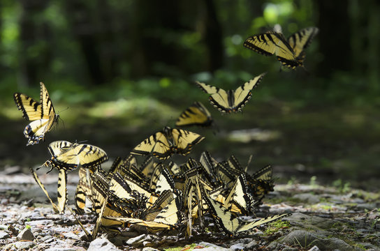Abundance of eastern tiger swallowtail (papilio glaucus) butterflies on rocky ground in great smoky mountains national park;Tennessee united states of america