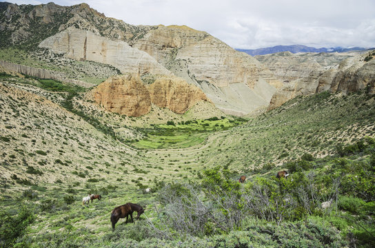 Horses graze on the bordered grassland along the way to samar;Upper mustang nepal