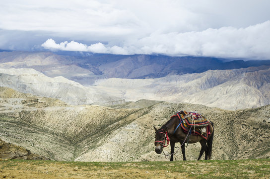Nepalese horse rests on a mountain pass along the route from samar to gemi;Upper mustang nepal