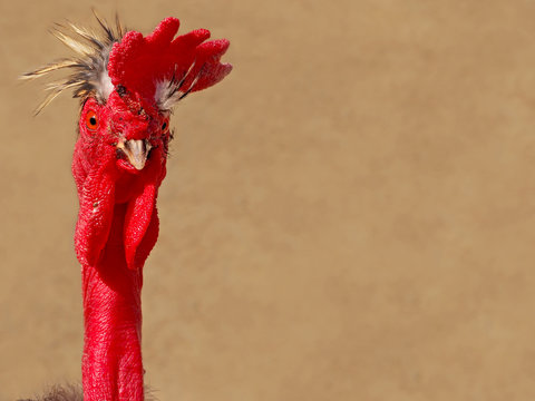 portrait of naked neck crested cock