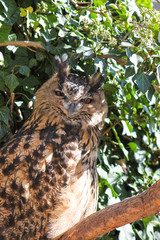 eagle-owl