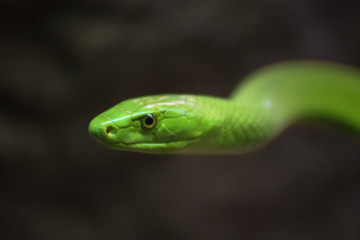 Green Mamba close up portrait
