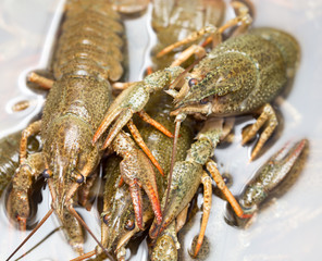 Live crayfish in the water as a background