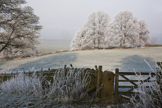 Trees covered in hoar frost in winter, Pilsley, Derbyshire, England, UK