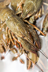 Live crayfish in the water as a background