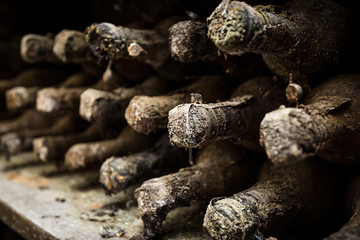 Lying dusty old bottles of wine in the Italian vineyard.