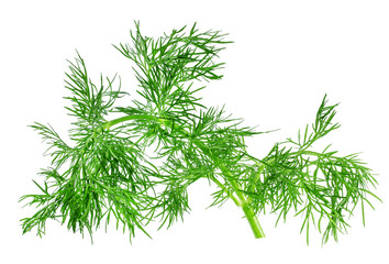 bunch of dill isolated on a white