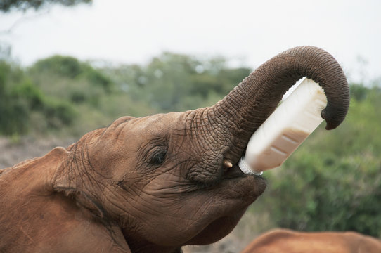 An elephant drinks milk from a plastic bottle at the david sheldrick elephant orphanage;Nairobi kenya