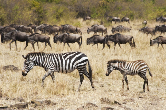 Zebras and wildebeest in the grass in the maasai mara national reserve;Maasai mara kenya