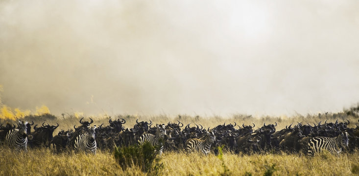 Zebras and wildebeest in the grass in the maasai mara national reserve;Maasai mara kenya