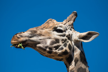 Close up view of a Giraffe eating