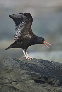 A black oystercatcher (haematopus bachmani) stretches it's wings middleton island alaska united states of america
