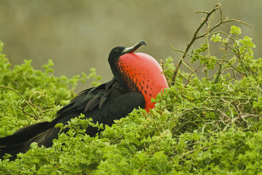 A male magnificent frigatebird (fregata magnificens) puffs up with throat sack in display to potential female partners;Seymour island galapagos islands ecuador