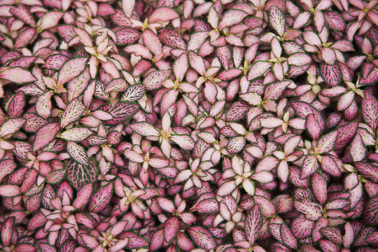 Pink and green foliage overlapping