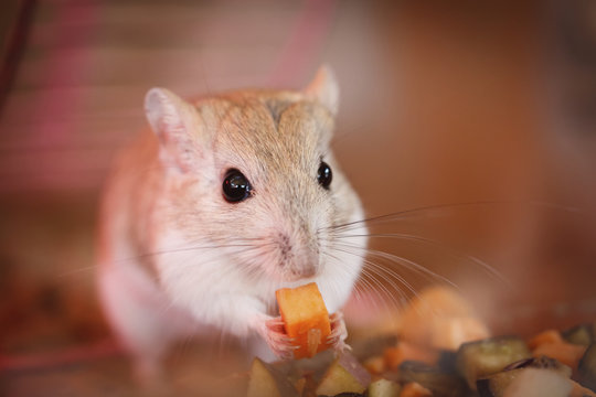 Mouse eating a piece of carrot;Israel