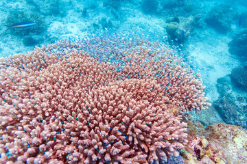 Naklejka na ściany i meble A flock of small blue fish on stone coral, the Maldives