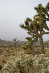 Fototapeta na wymiar Yucca brevifolia