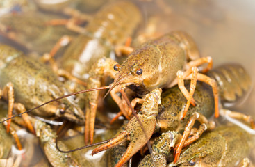 Live crayfish in the water as a background