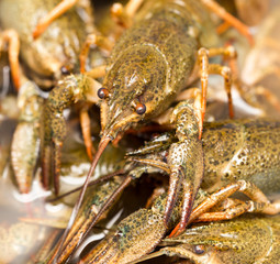 Live crayfish in the water as a background