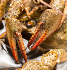 Live crayfish in the water as a background