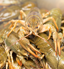 Live crayfish in the water as a background
