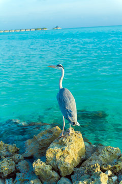 Gray Heron on stones with background of a chain of  bungalows in