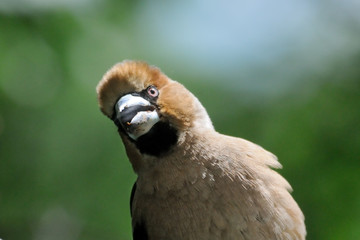 Hawfinch portrait