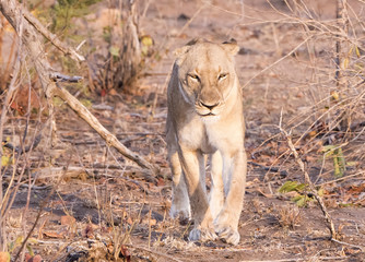 Wild Lioness in South Africa