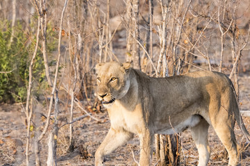 Fototapeta na wymiar Wild Lioness in South Africa