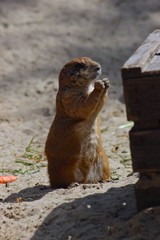 Präriehund futtert 