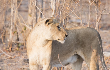 Wild Lioness in South Africa