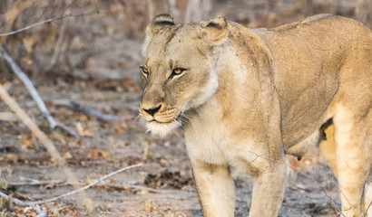Obraz na płótnie Canvas Wild Lioness in South Africa