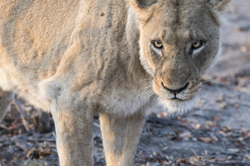 Wild Lioness Looks Directly at Camera in South Africa