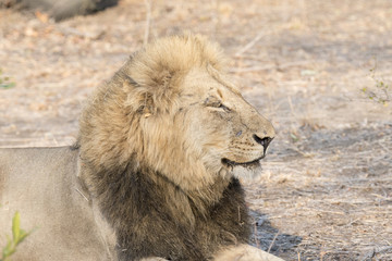 Wild Adult Male Lion in South Africa