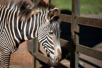 close up view of a Zebra