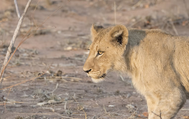 Wild Lioness in South Africa