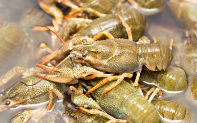 Live crayfish in the water as a background
