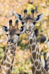 Zwei verliebte Giraffen 1