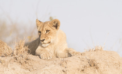 Wild Lion Cub on a Sand Hill in Africa