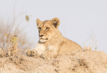 Wild Lion Cub on a Sand Hill in Africa