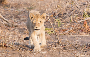 Wild Lion (Panthera leo) Cubs Walking through Grass in South Africa
