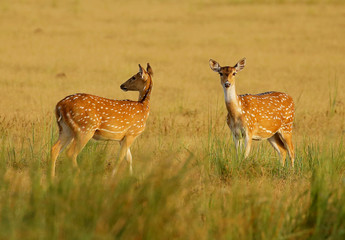 A stroll in the grasslands