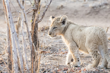 Wild Lion (Panthera leo) Cubs Walking through Grass in South Africa