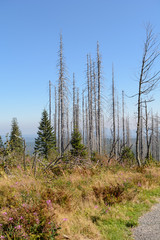 Waldsterben im Dreisesselberggebiet