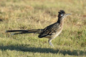 Roadrunner