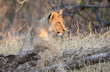 Wild Lion (Panthera leo) Cubs in Playing in the Grass South Africa