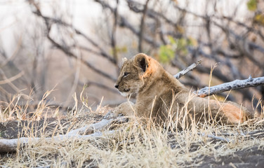Wild Lion (Panthera leo) Cubs in Playing in the Grass South Africa
