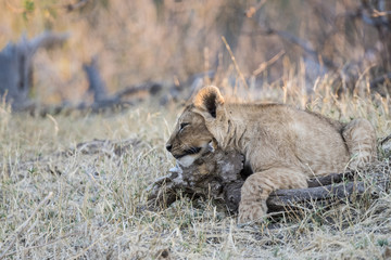 Wild Lion (Panthera leo) Cubs in Playing in the Grass South Africa