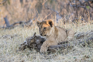 Wild Lion (Panthera leo) Cubs in Playing in the Grass South Africa