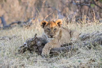 Wild Lion (Panthera leo) Cubs in Playing in the Grass South Africa